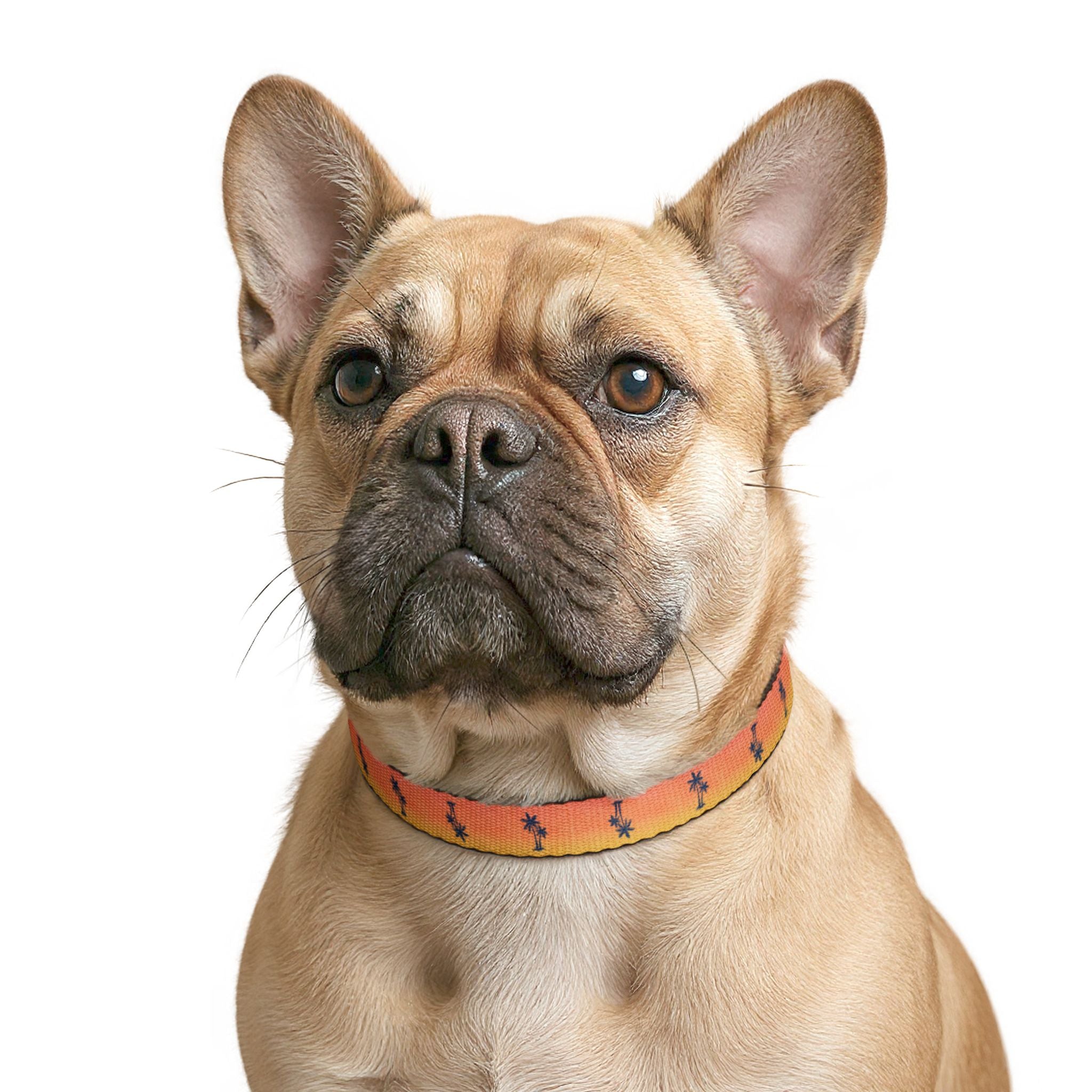 Sunset Palm Pattern Clip-on Pet Collar | Tropical Orange Gradient