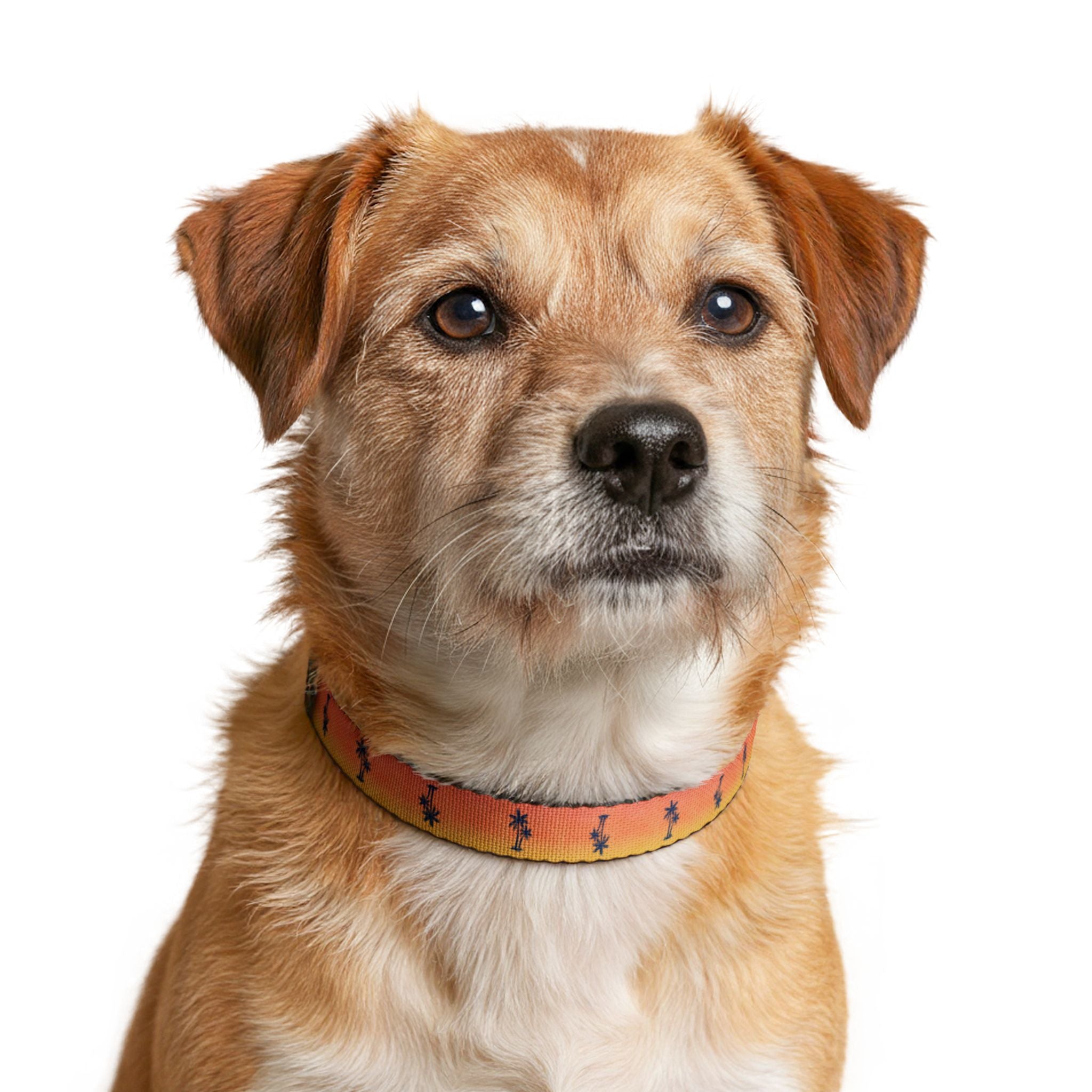 Sunset Palm Pattern Clip-on Pet Collar | Tropical Orange Gradient