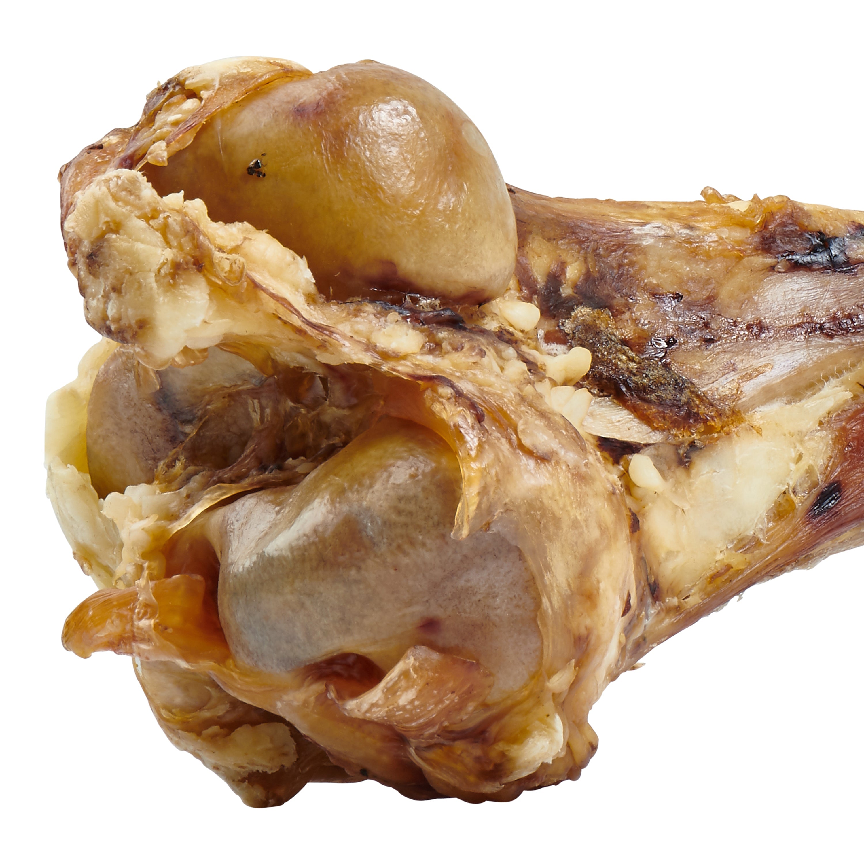 Giant Dog Bone - Grass-Fed Beef Femur Bone for Large Dogs - Coastal Paw & Co