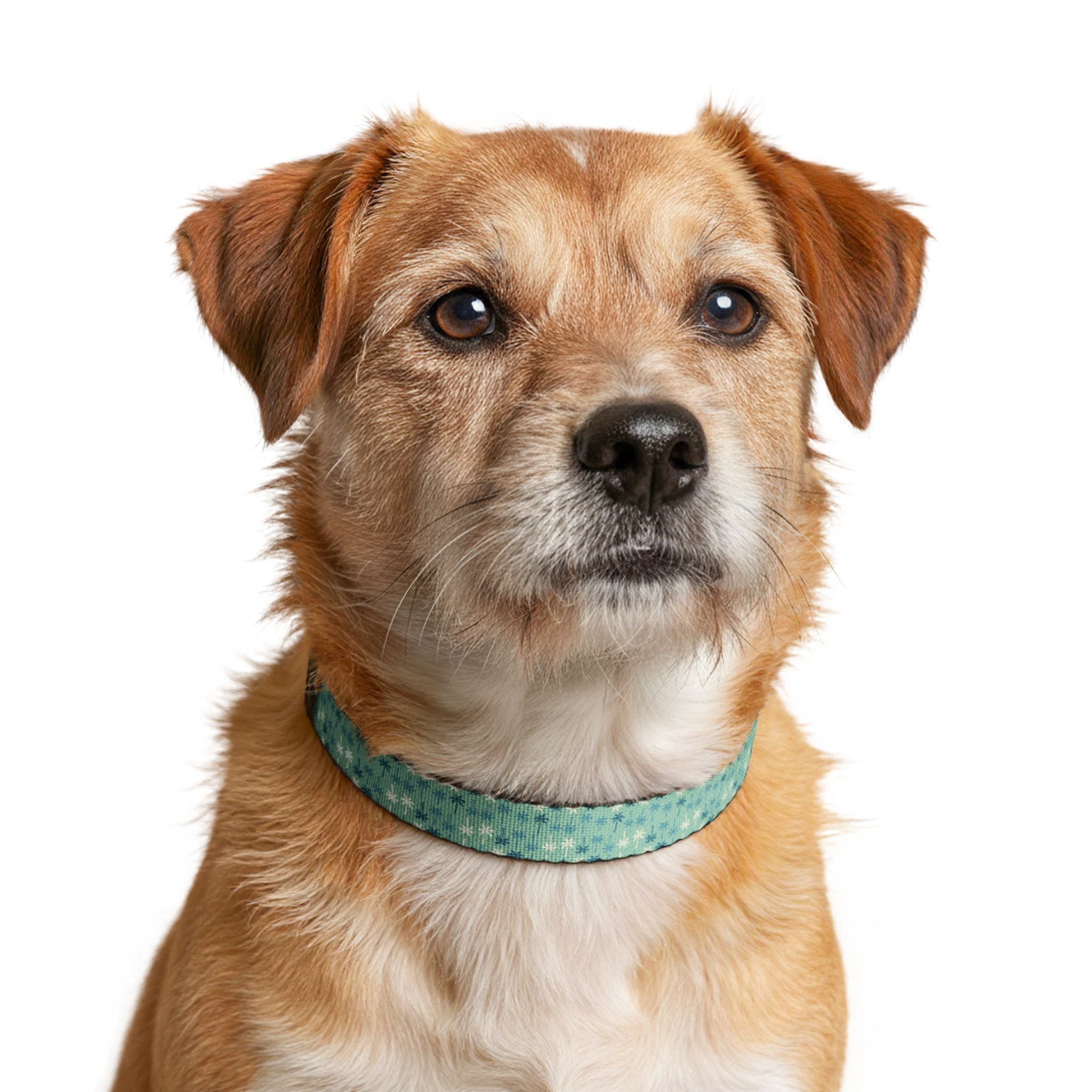 Teal Palm Tree Pattern Clip-on Collar | Teal Pet Collar, Adjustable Dog Cat Collar