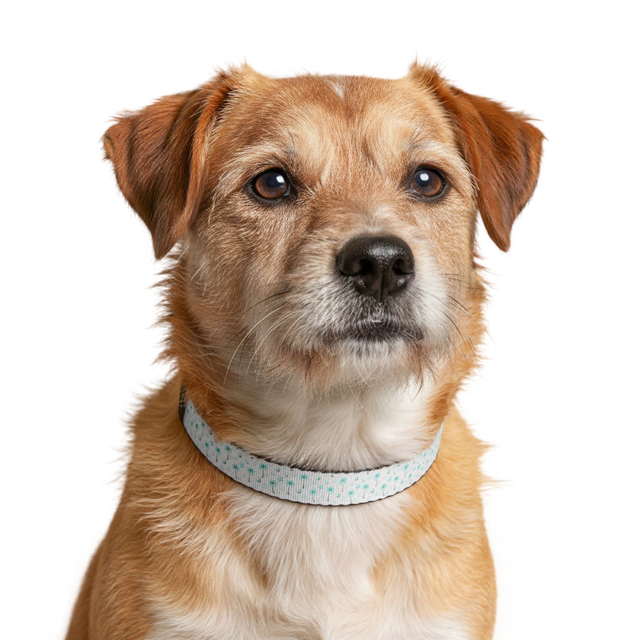 Aqua Palm Tree Clip-on Pet Collar | Adjustable Dog Cat Collar