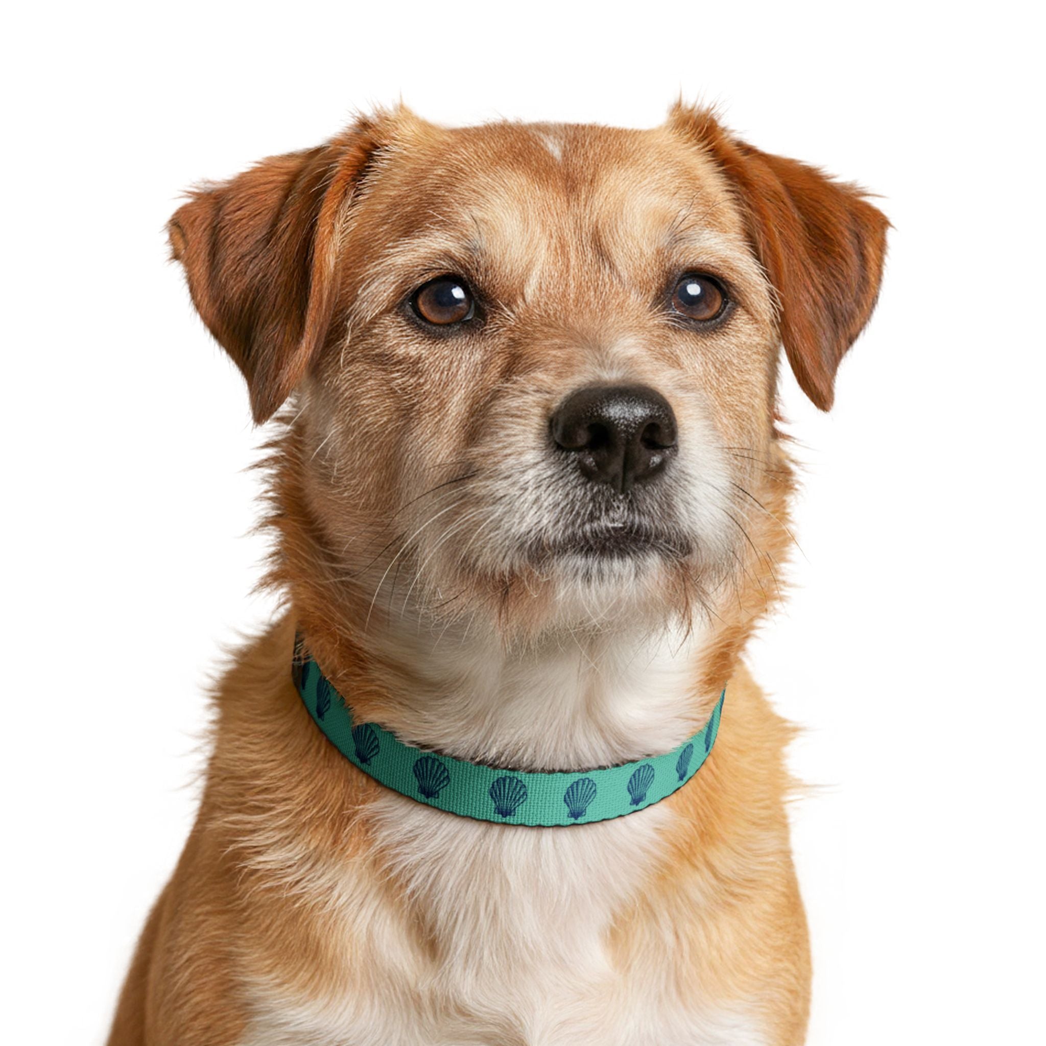 Teal Seashell Pattern Clip-on Pet Collar | Nautical Shell Design, Adjustable