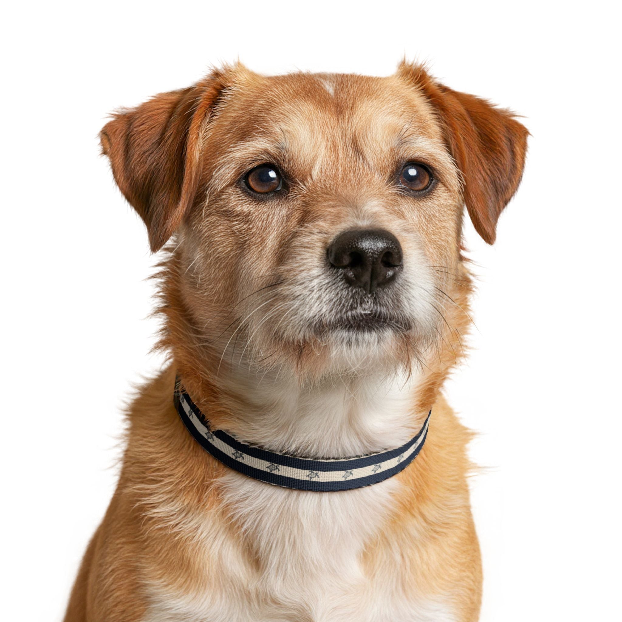 Nautical Turtle Pattern Clip-on Pet Collar | Navy Stripe Collar