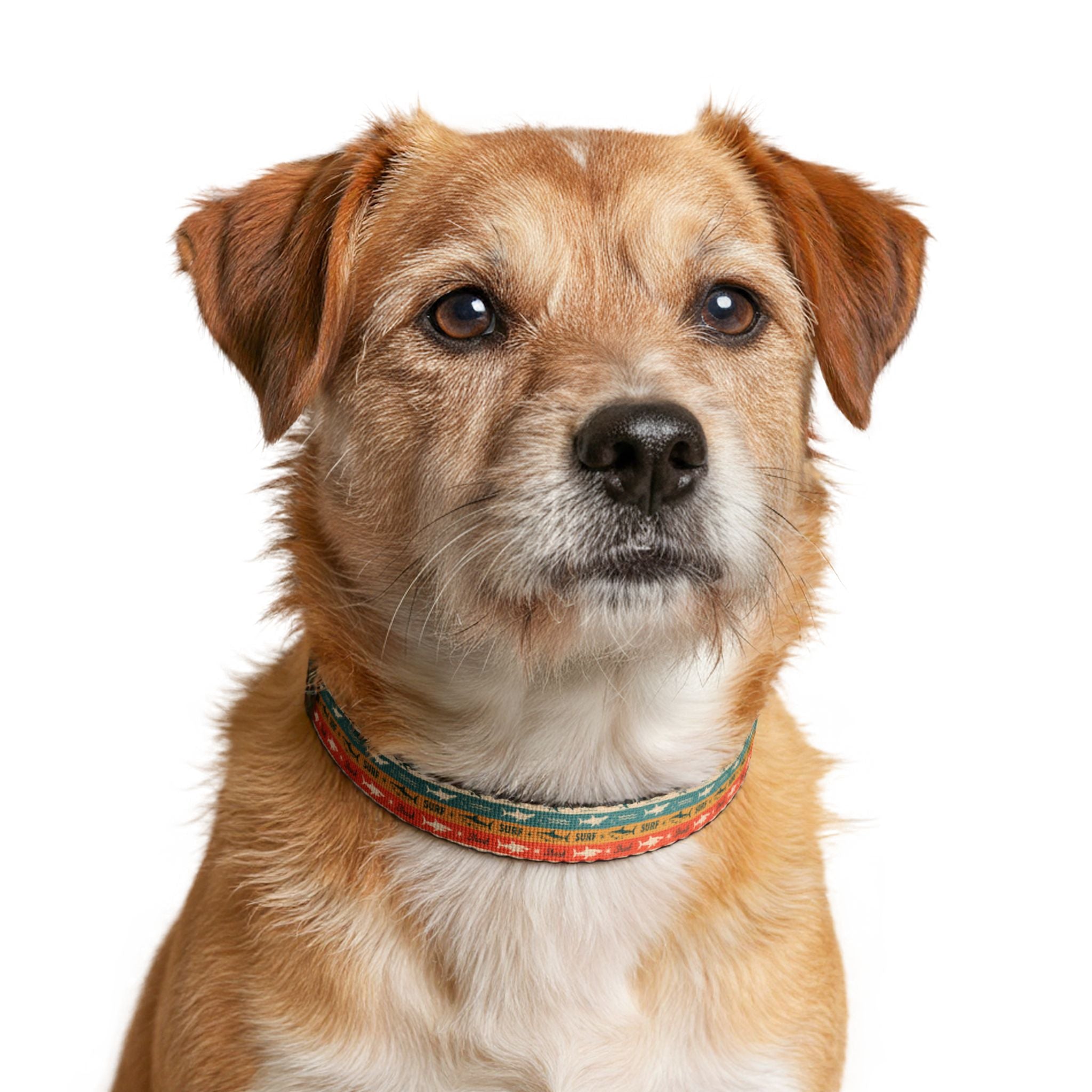 Retro Surf Shark Clip-on Pet Collar