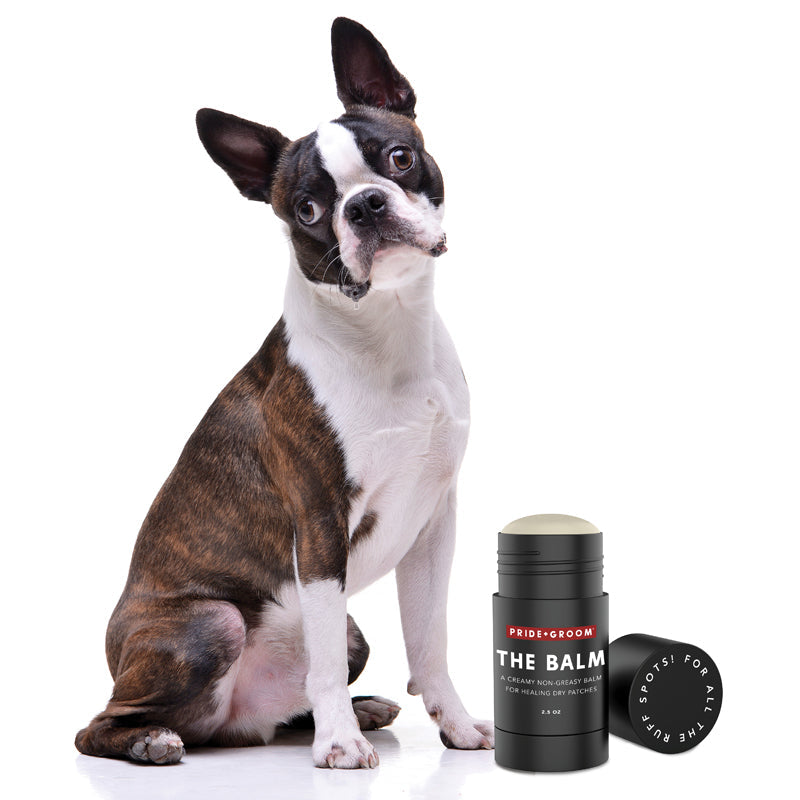 THE BALM Healing Pet Balm — Natural Paw & Nose Moisturizing Balm for Dogs & Cats - Coastal Paw & Co