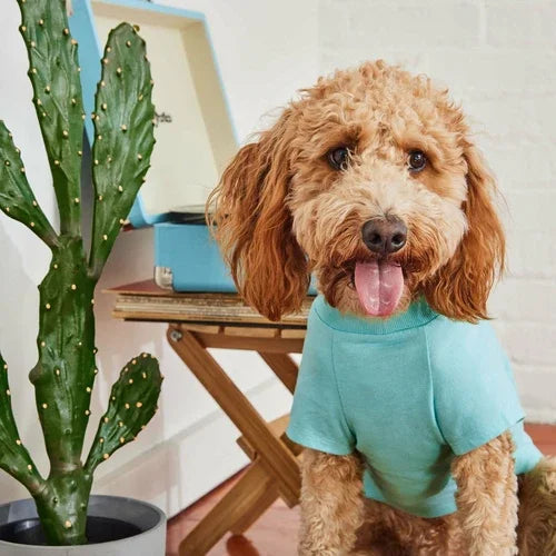 Graphic Aqua Pet Tee Coastal Paw & Co