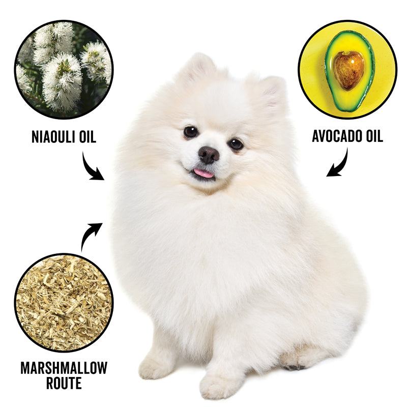 DOGDAYS Moisturizing Dog Conditioner — Hypoallergenic, Detangling, and Soothing for All Coat Types - Coastal Paw & Co