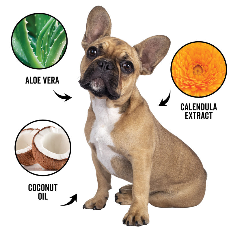 DOGDAYS Waterless Foaming Shampoo for Dogs & Cats -—No-Rinse, Odor-Eliminating Cleanser - Coastal Paw & Co