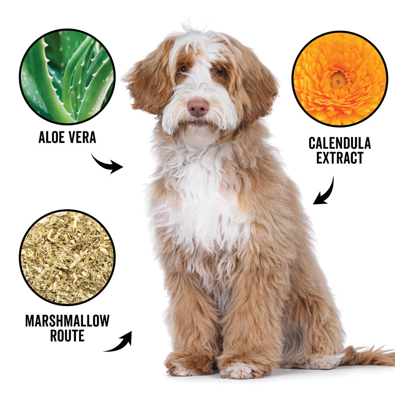 DOGDAYS Hydrating Dog Shampoo for Curly & Wavy Coats — Tear-Free, Vegan, and Hypoallergenic - Coastal Paw & Co
