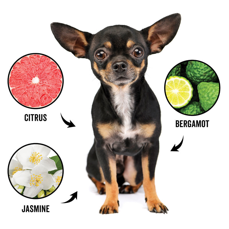 DOGDAYS Dog Deodorizing Spray — Natural, Hypoallergenic Freshening Mist - Coastal Paw & Co