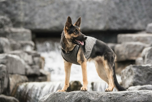 US Army Dog Cooling Vest - Grey - Coastal Paw & Co