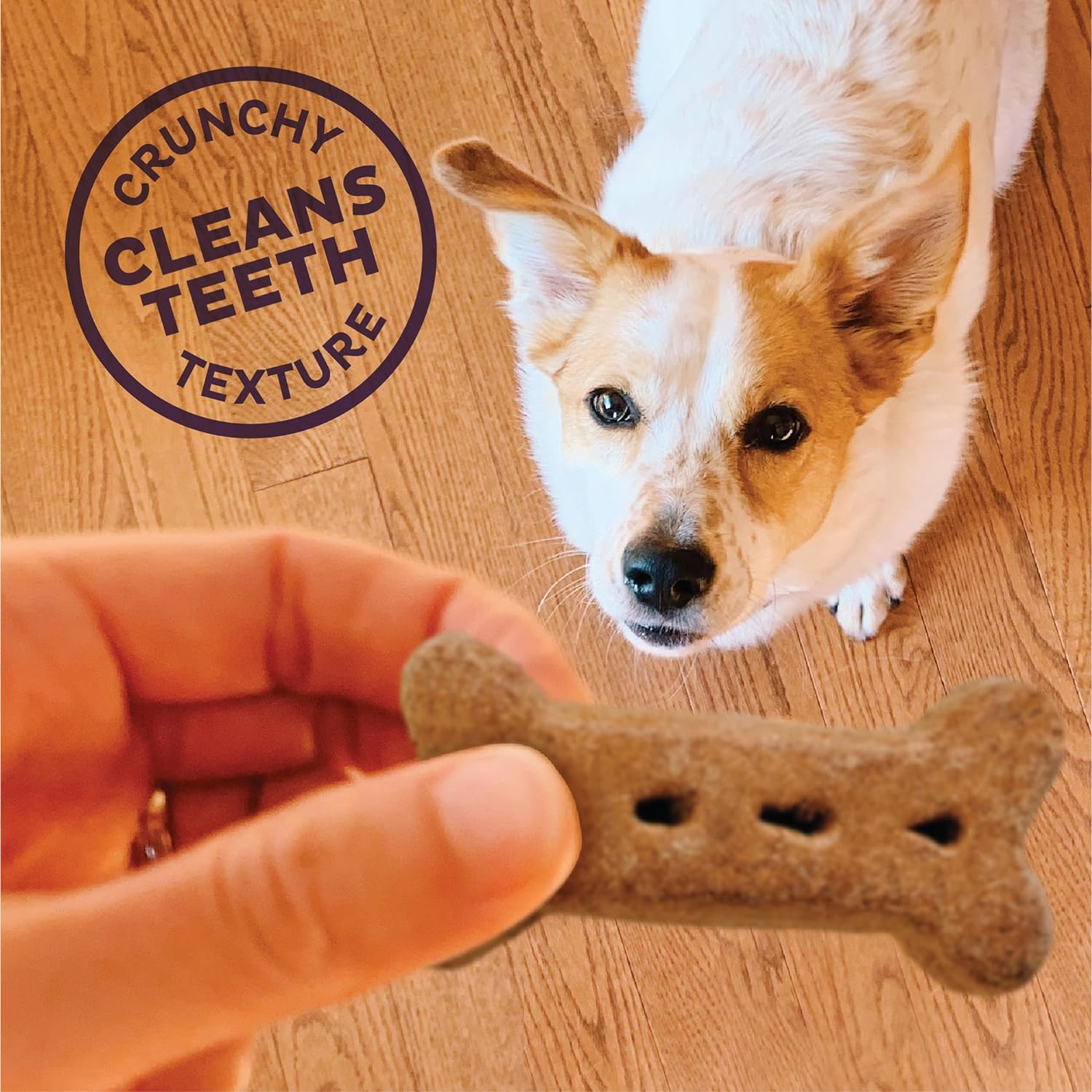 Wellness P-Nuttier Dog Biscuits, Natural, Training Treats, Peanut Butter Flavor, Large Size, (6 Pound Box) - Coastal Paw & Co