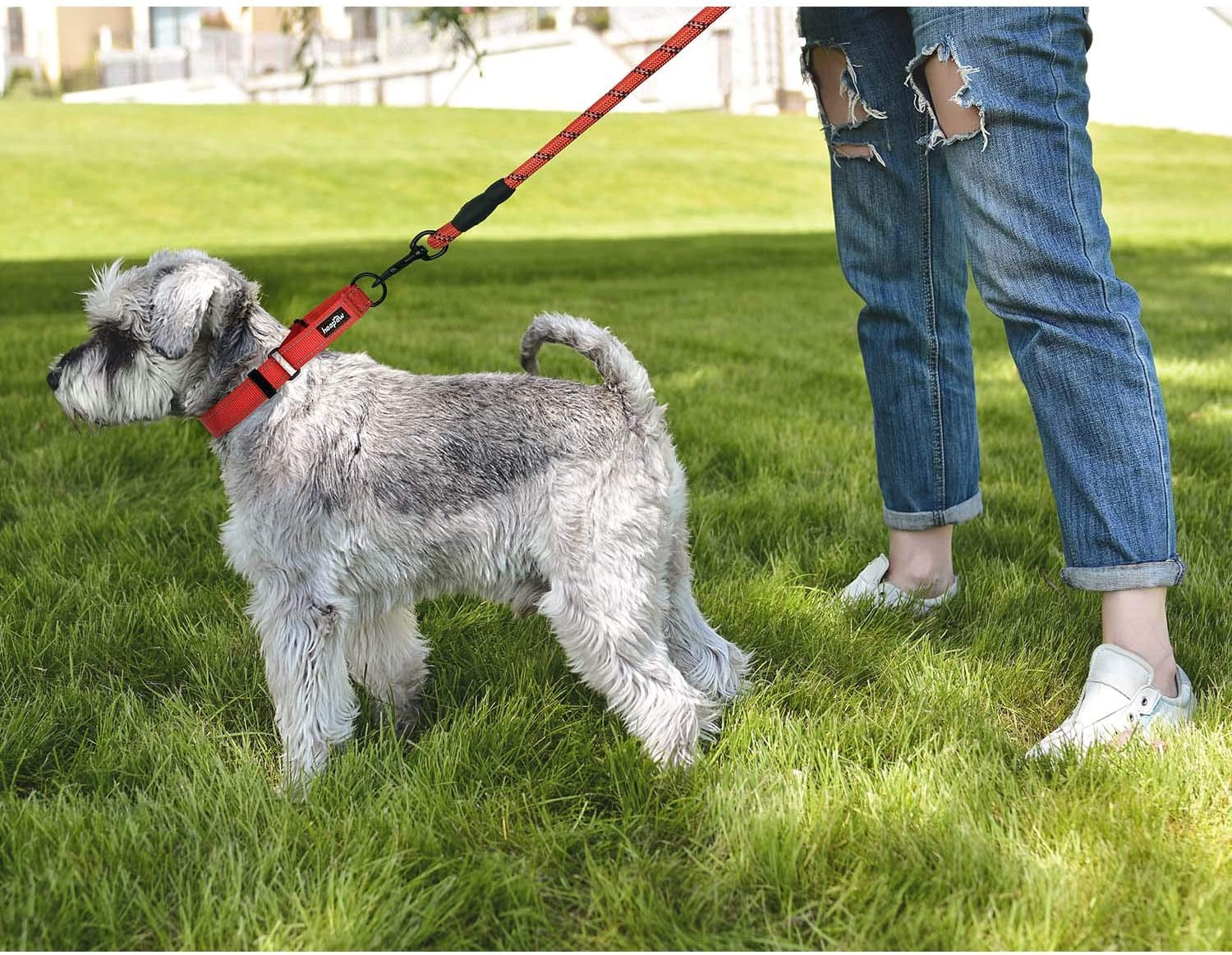 Martingale Dog Collar and Leash Set, turquoise