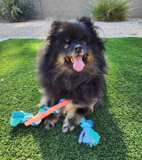 Rubber Bone Dog Chew Toy with Tug Rope - Coastal Paw & Co